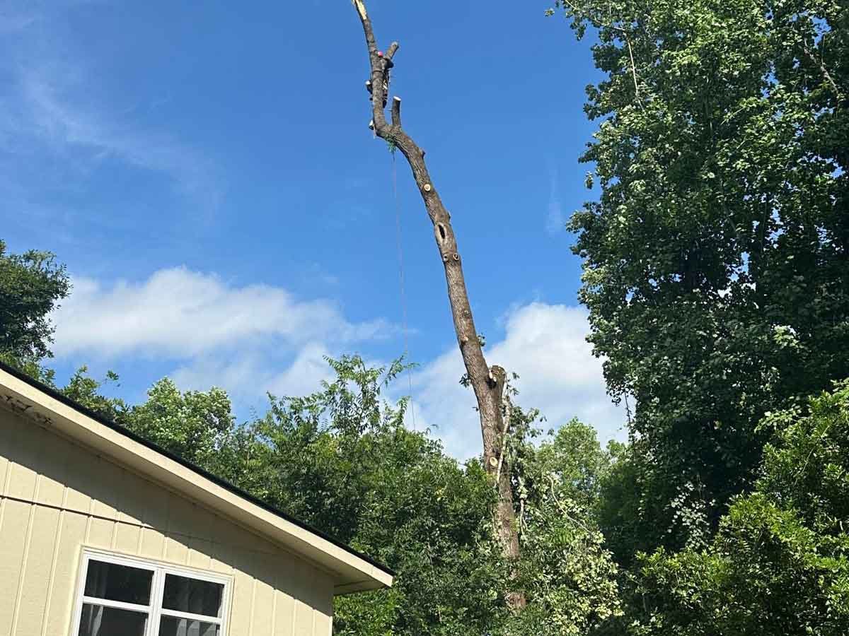 El Costeño Tree Service LLC